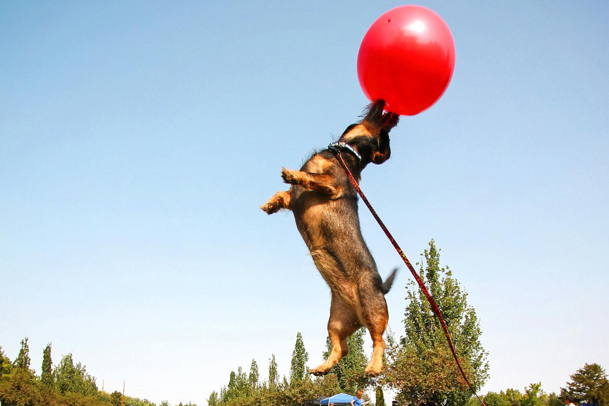 can dogs pull muscles how long to heal