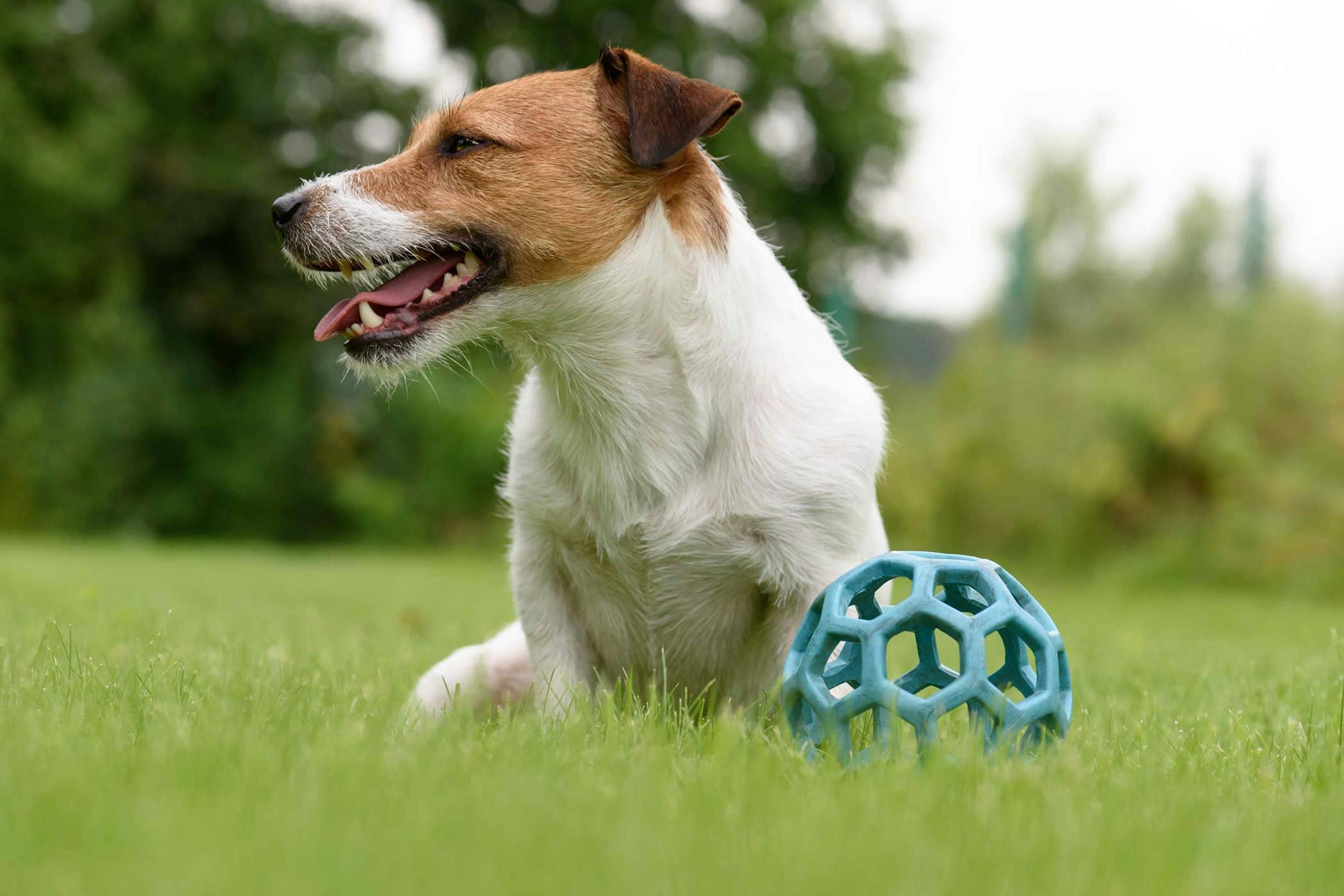 Muscle Weakness in Dogs Symptoms Causes Diagnosis Treatment 