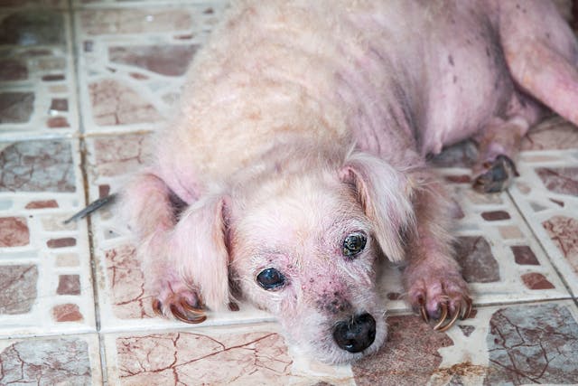 Myiasis (Maggots) in Dogs - Symptoms, Causes, Diagnosis, Treatment, Recovery, Management, Cost