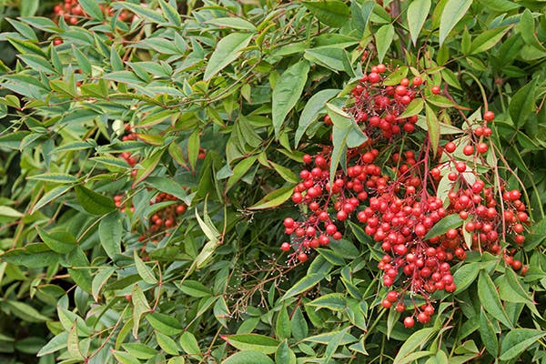 Nandina Poisoning in Dogs - Symptoms, Causes, Diagnosis, Treatment, Recovery, Management, Cost