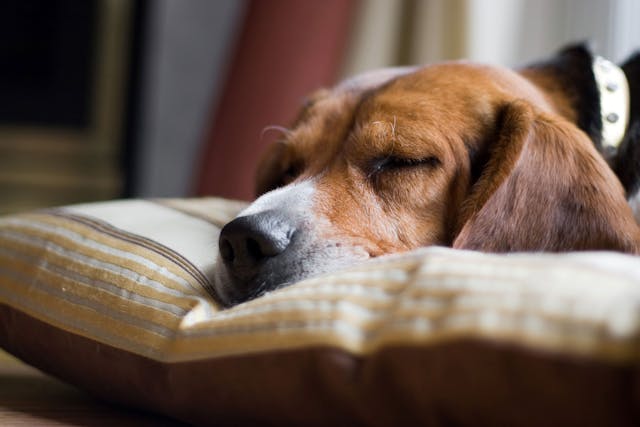 Narcolepsy and Cataplexy in Dogs - Symptoms, Causes, Diagnosis, Treatment, Recovery, Management, Cost