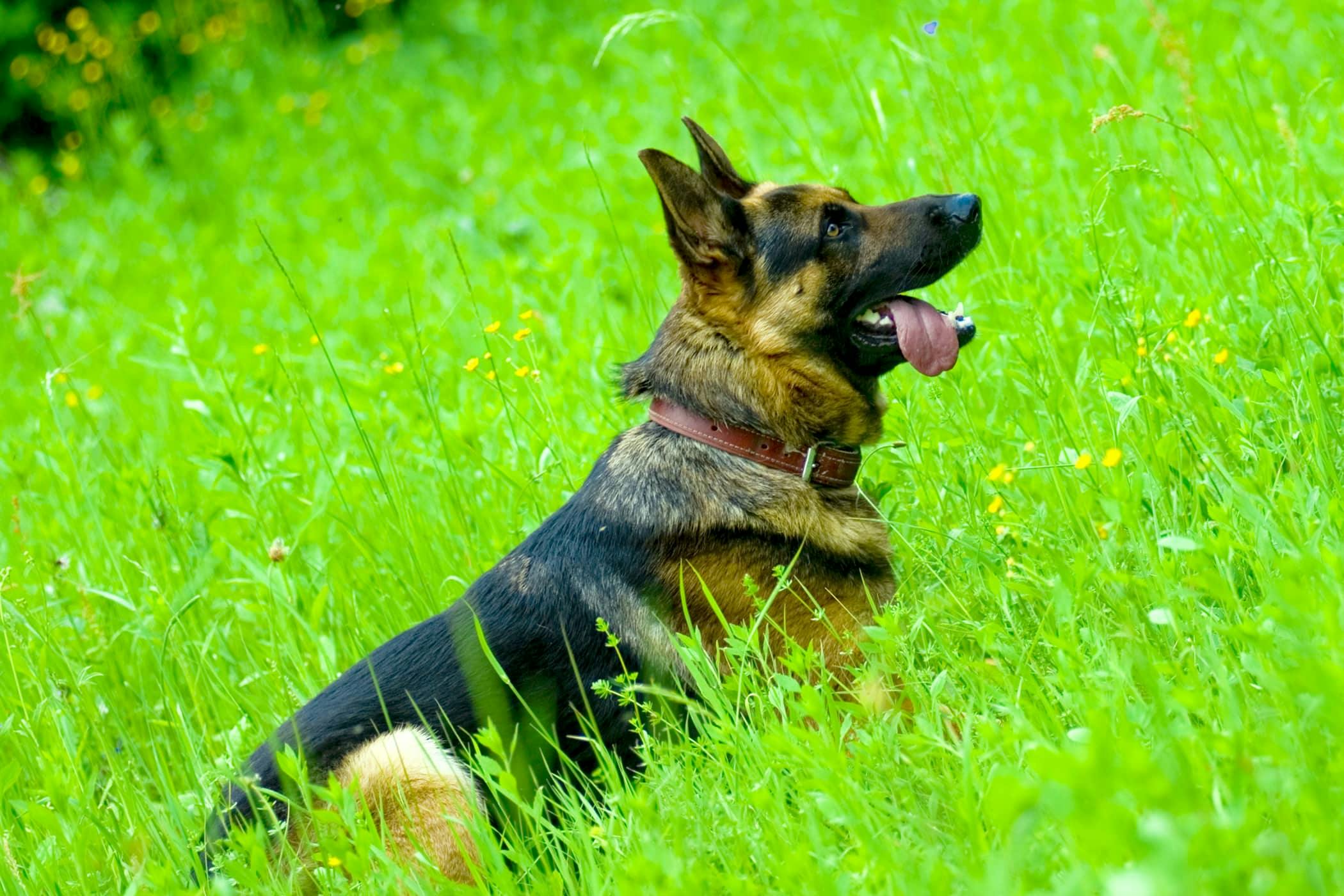 German shepherd best sale nose turning pink