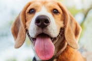 Nasal Polyps In Dogs Symptoms Causes Diagnosis Treatment Recovery 