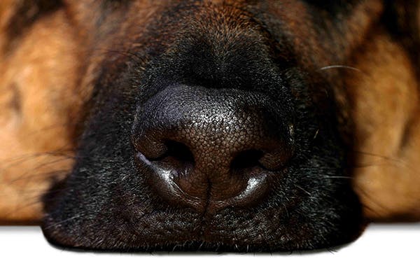 Nasal Solar Dermatitis in Dogs - Symptoms, Causes, Diagnosis, Treatment, Recovery, Management, Cost