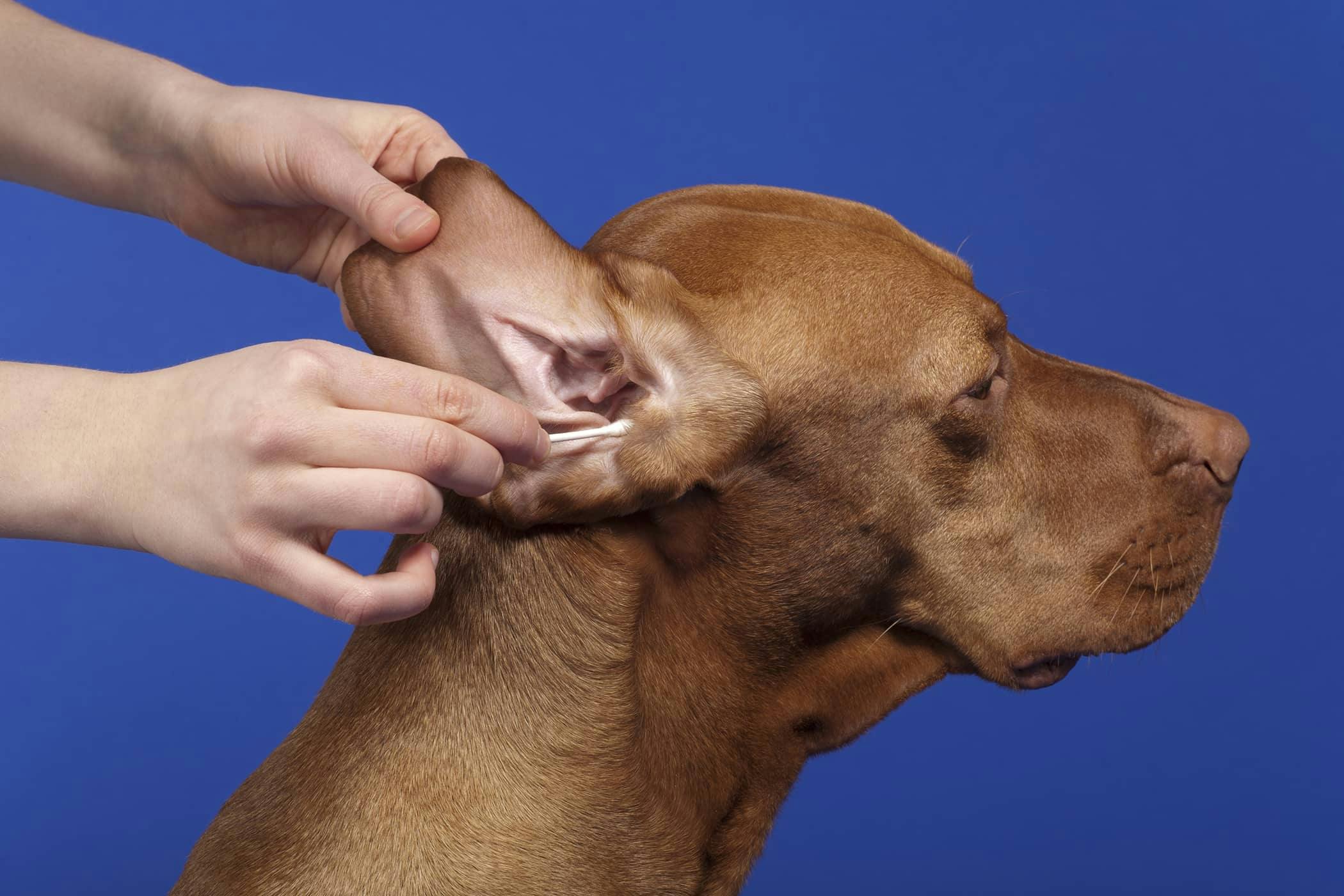 how to treat malassezia in dogs