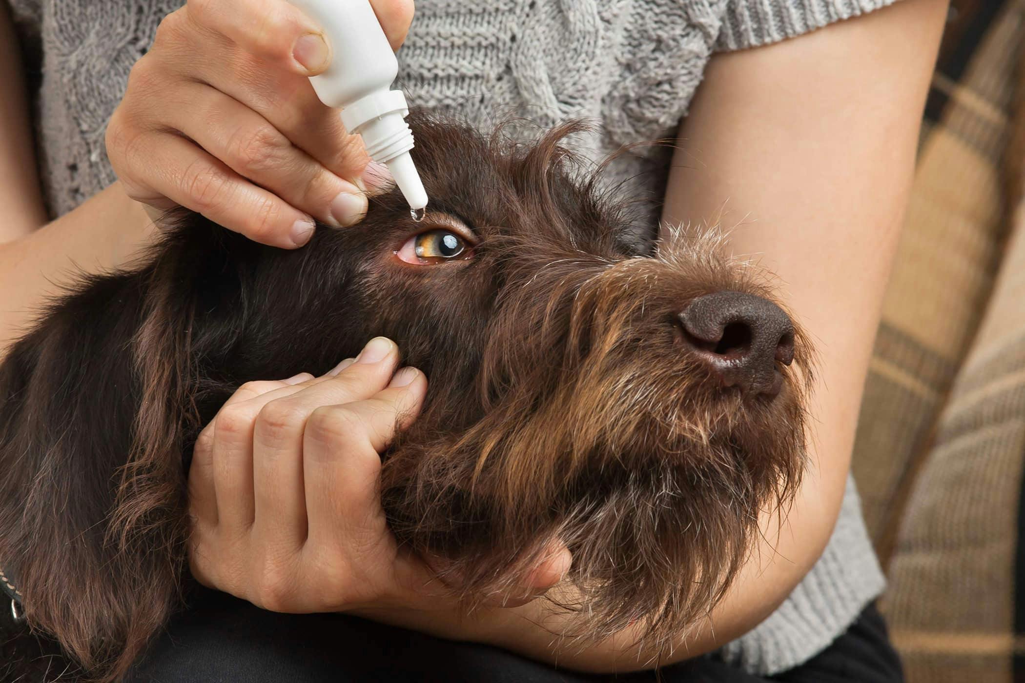 What to give a dog with an eye infection