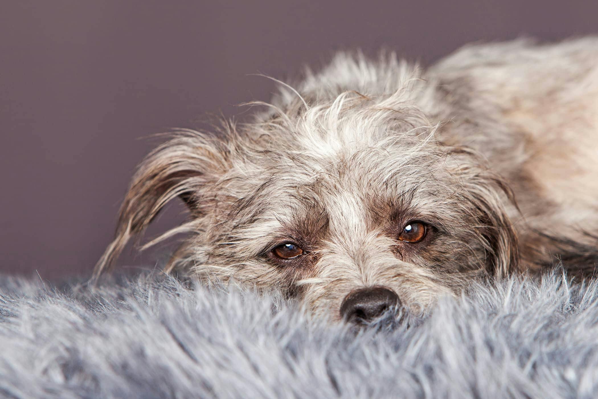 what causes a dry cough in dogs