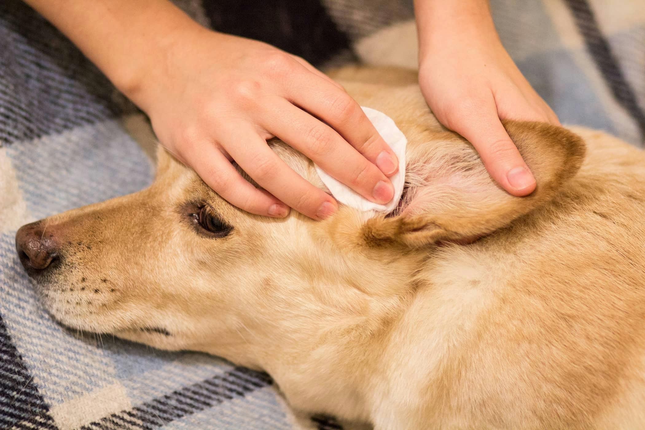 Treat dog ear infection at outlet home