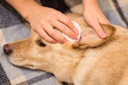 Ear Infection Itch Relief Treatment For Dogs And Cats Helps Ear 