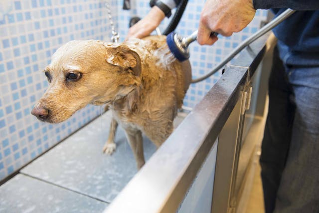 how long does it take for a dog to recover from mange