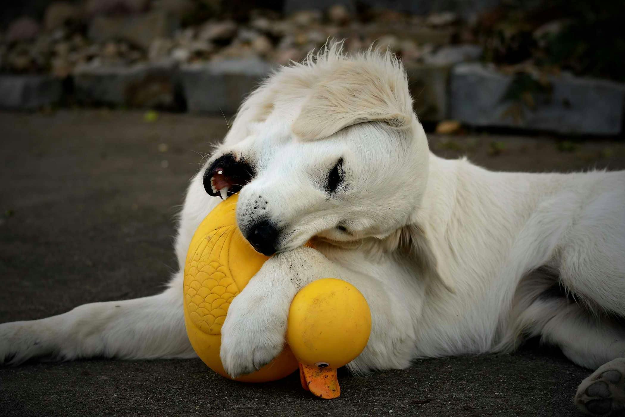 Frozen banana outlet for teething puppy