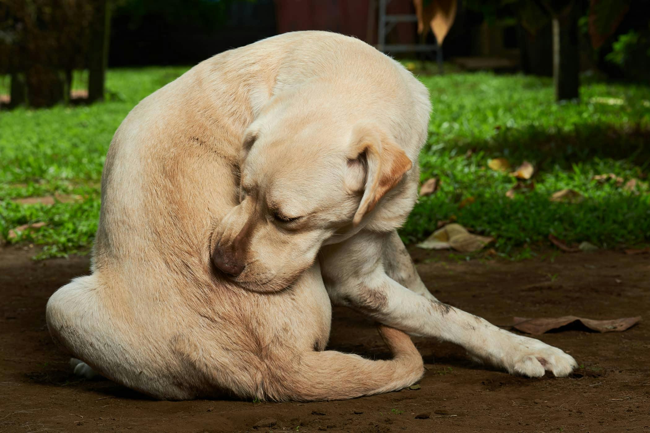 Natural treatment 2024 for dog bite