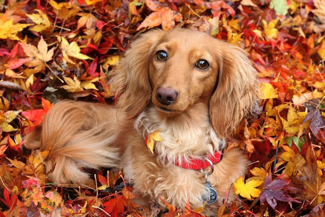 how can i naturally treat my dogs uti
