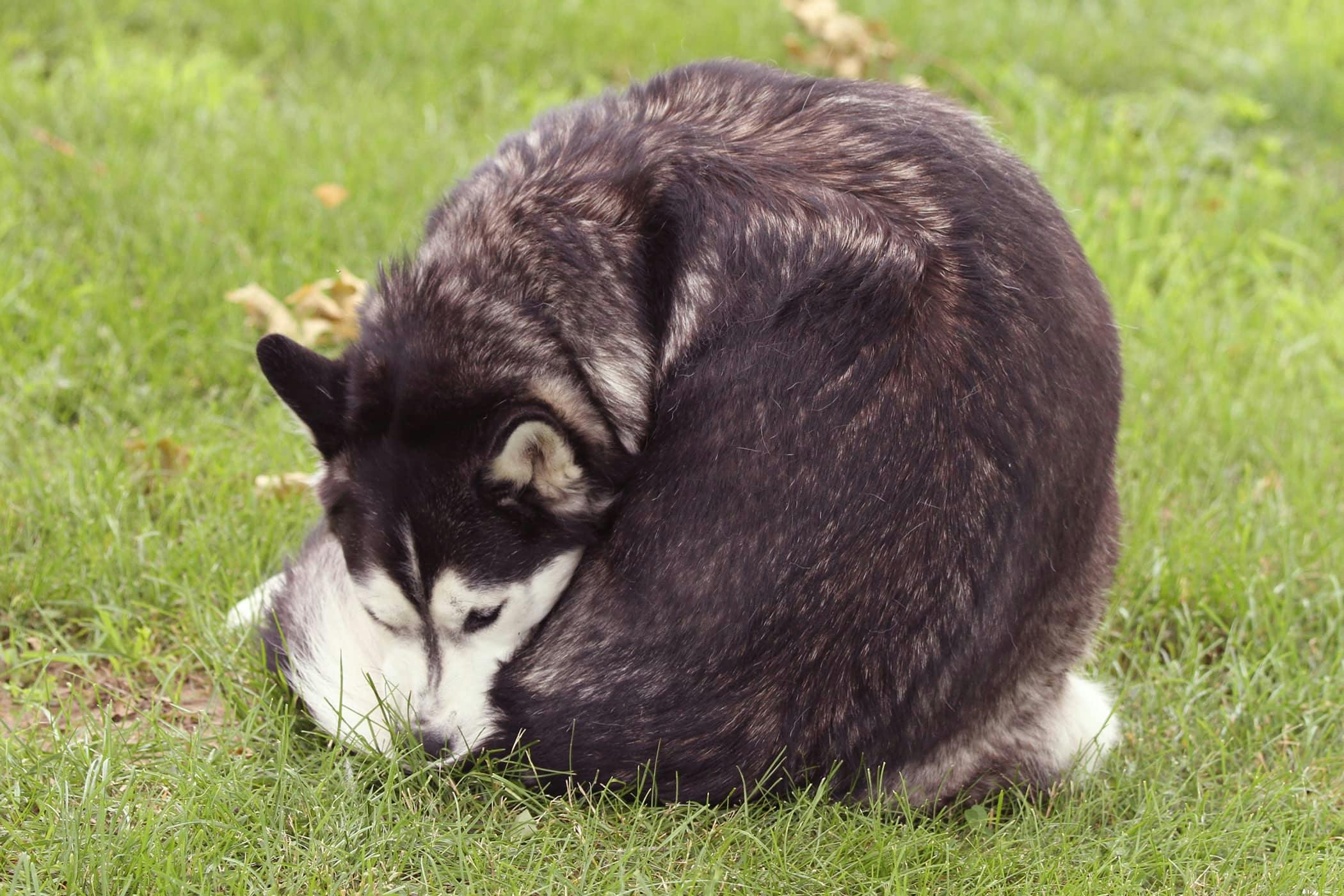 Medicine for dog worms in outlet poop