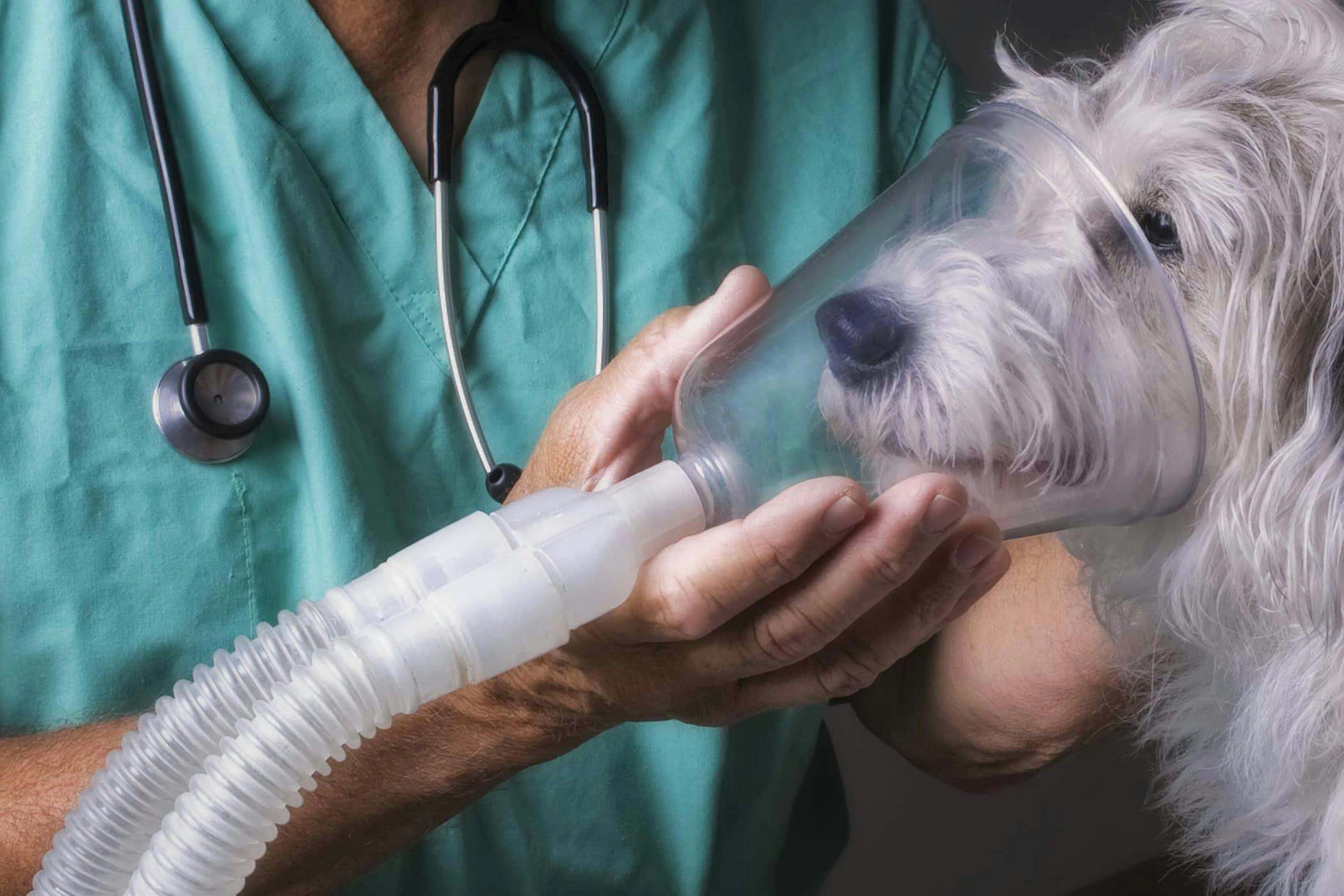 can you give a dog a albuterol breathing treatment