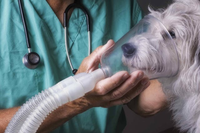Nebulizer in Dogs - Conditions Treated, Procedure, Efficacy, Recovery, Cost, Considerations, Prevention