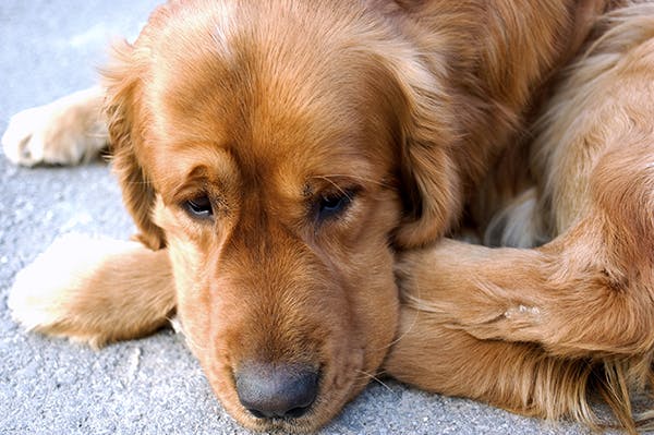 Necrotizing Fasciitis in Dogs - Symptoms, Causes, Diagnosis, Treatment,  Recovery, Management, Cost