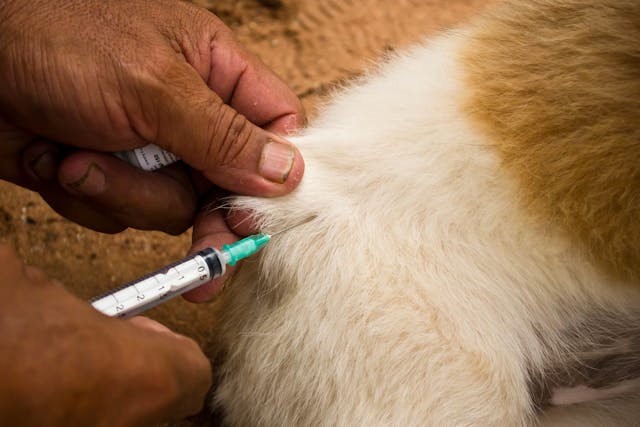 Needle Aspiration in Dogs - Conditions Treated, Procedure, Efficacy, Recovery, Cost, Considerations, Prevention