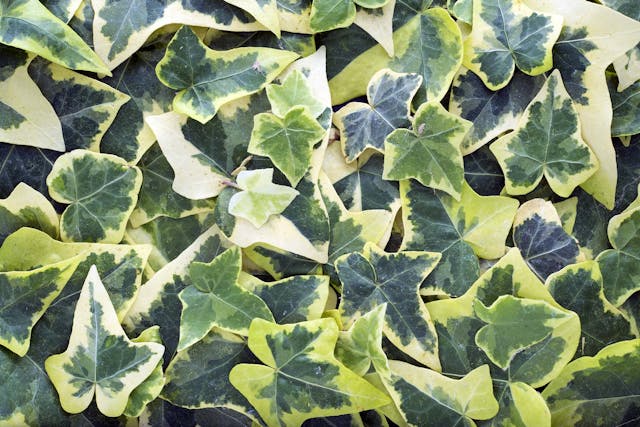 Needlepoint Ivy Poisoning in Dogs - Symptoms, Causes, Diagnosis, Treatment, Recovery, Management, Cost