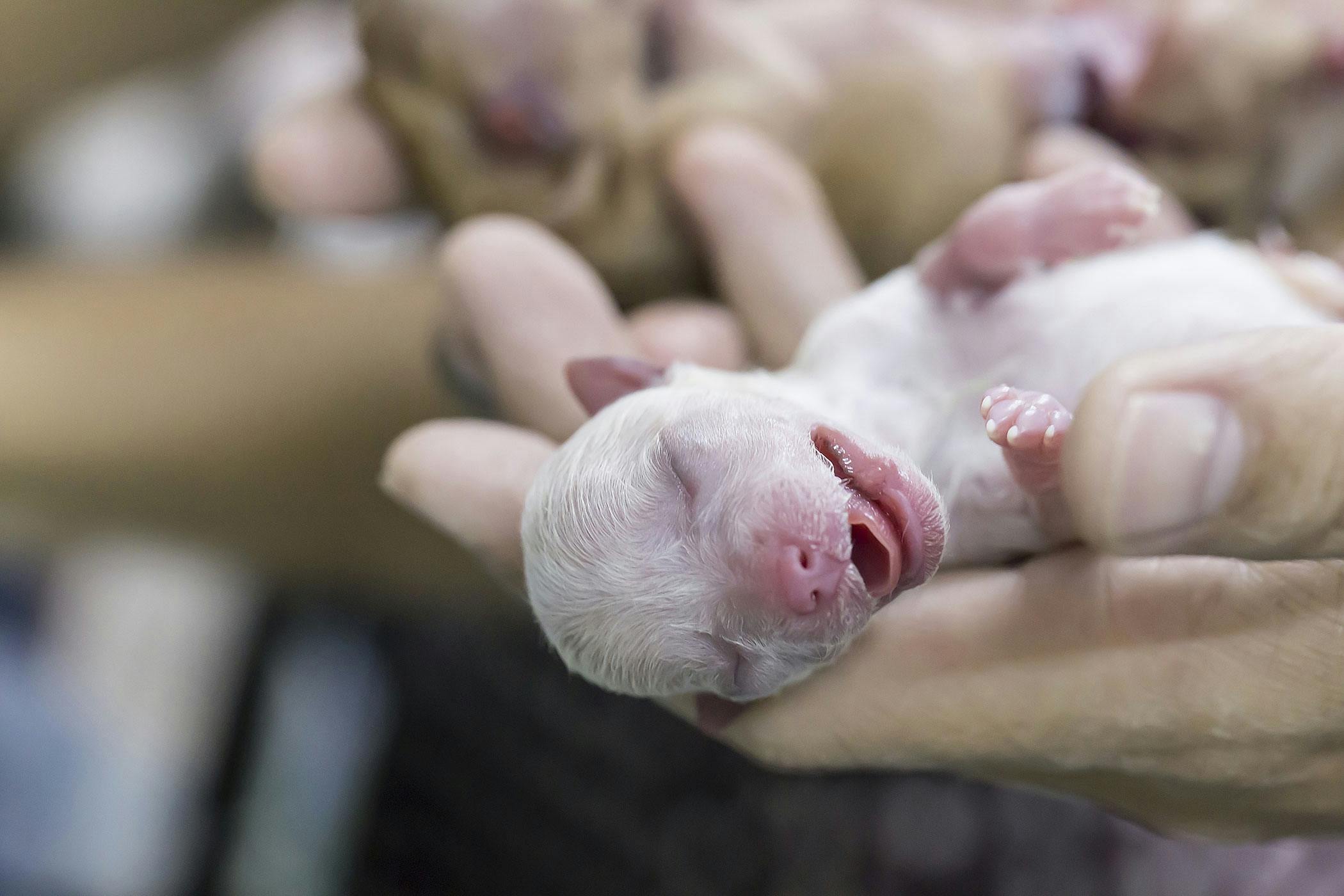 how-can-i-clean-my-newborn-puppies