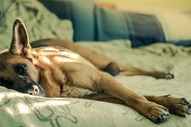 Nerve Disorders Affecting Multiple Nerves in Dogs - Symptoms, Causes, Diagnosis, Treatment, Recovery, Management, Cost