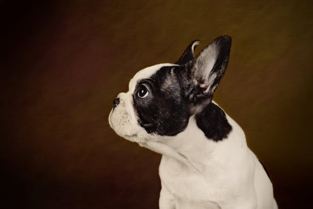Neurodermatitis in Dogs - Symptoms, Causes, Diagnosis, Treatment, Recovery, Management, Cost