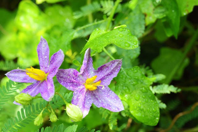 Nightshade Poisoning In Dogs Symptoms Causes Diagnosis Treatment Recovery Management Cost Nightshade Poisoning In Dogs Symptoms Causes Diagnosis Treatment Recovery Management Cost