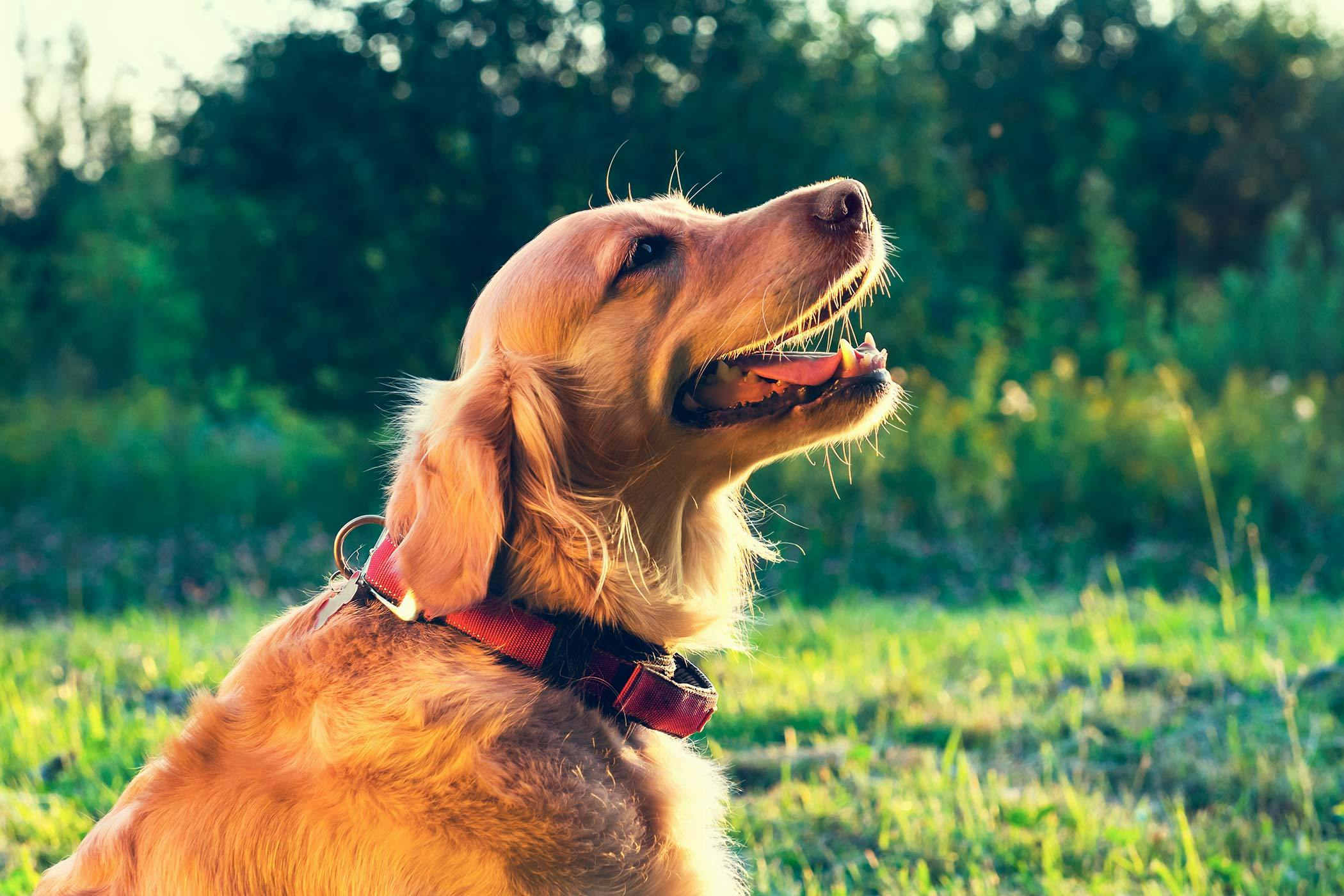 dog breathing funny