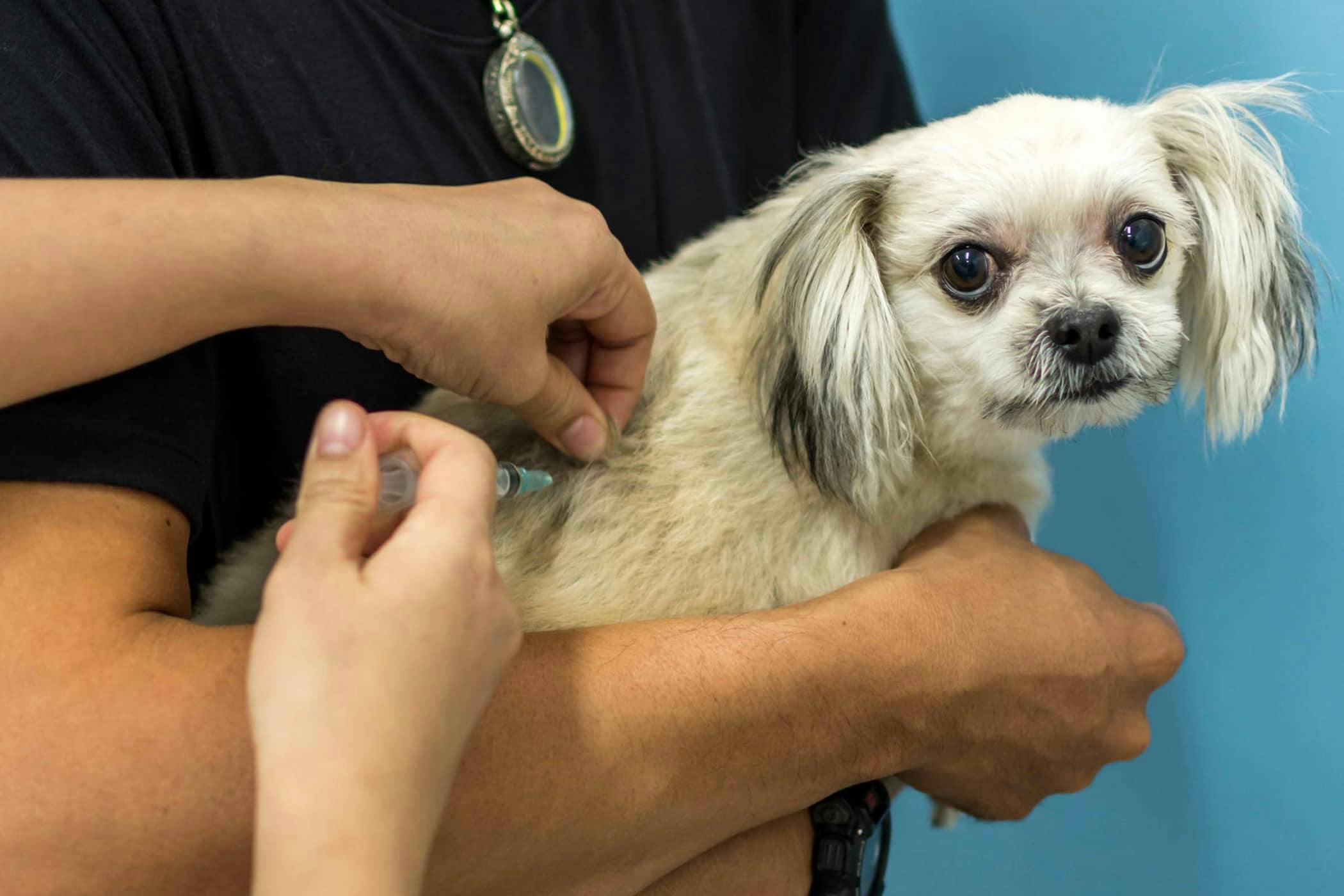 non core vaccines for dogs