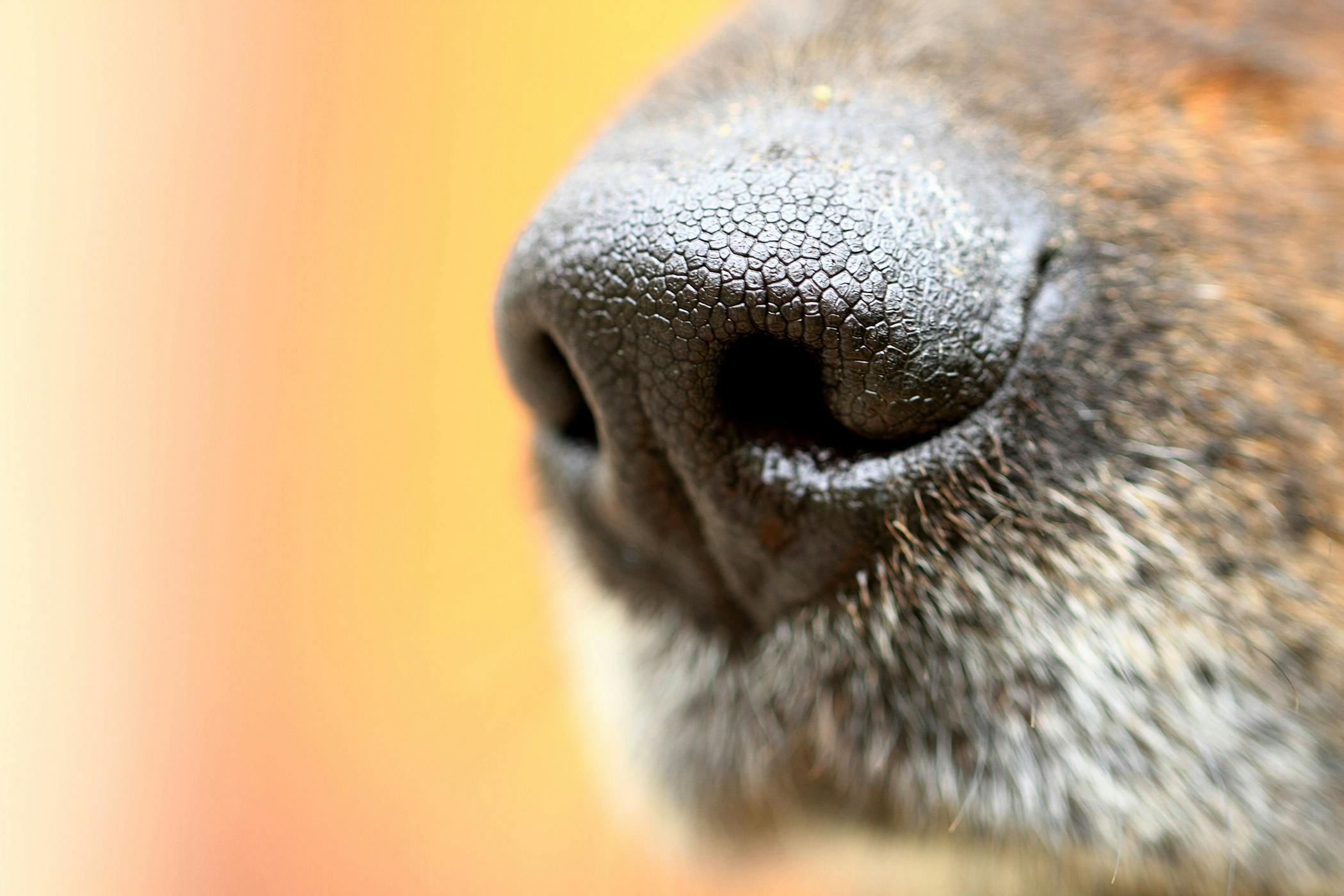 dog bloody nose sneezing