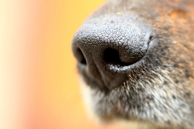 Do Dogs Get Nasal Polyps