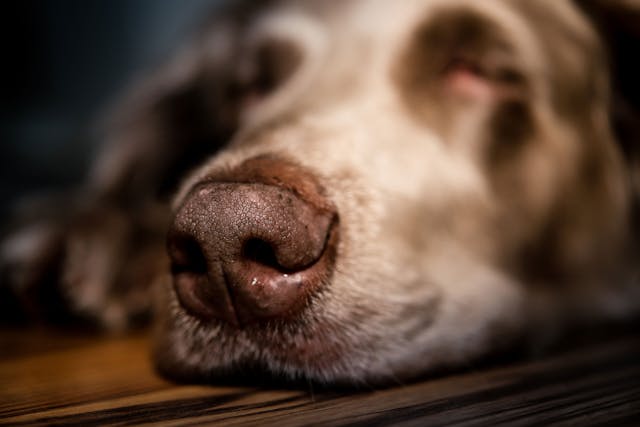 Nose and Sinus Inflammation in Dogs - Wag!