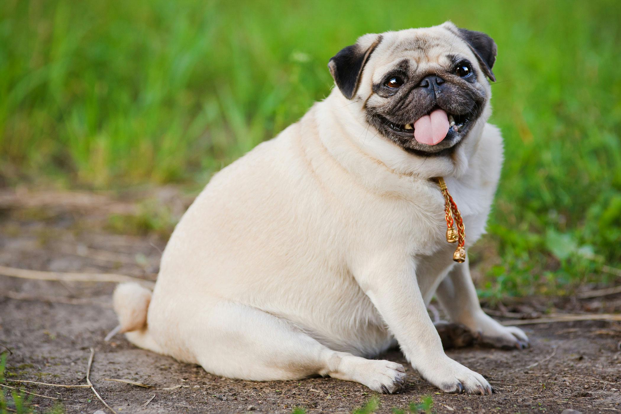 Overweight dog outlet diet plan