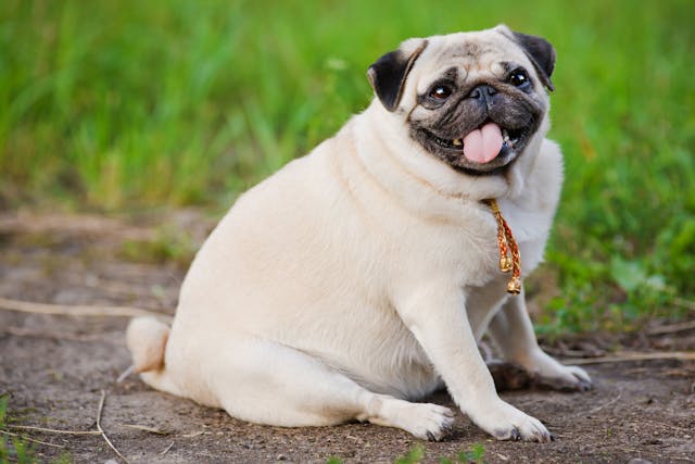 Obesity in Dogs - Symptoms, Causes, Diagnosis, Treatment, Recovery, Management, Cost