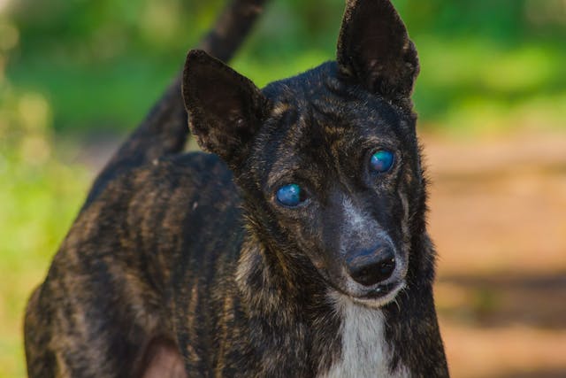 Ocular Melanosis in Dogs - Symptoms, Causes, Diagnosis, Treatment, Recovery, Management, Cost