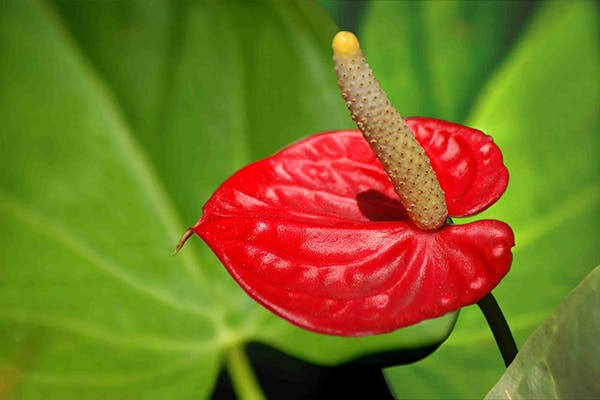 Oilcloth Flower Poisoning in Dogs - Symptoms, Causes, Diagnosis, Treatment, Recovery, Management, Cost