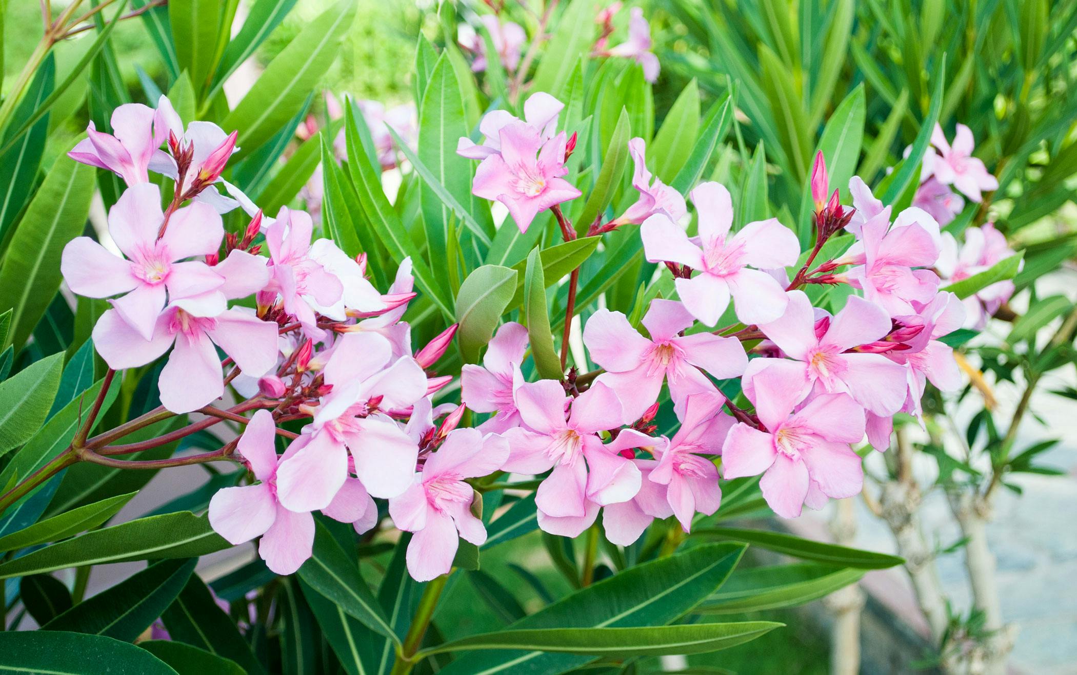 are oleander plants poisonous to cats and dogs