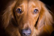 Open Fontanel In Dogs Symptoms Causes Diagnosis Treatment 