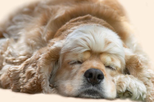 Ophthalmia Neonatorum in Dogs - Symptoms, Causes, Diagnosis, Treatment, Recovery, Management, Cost