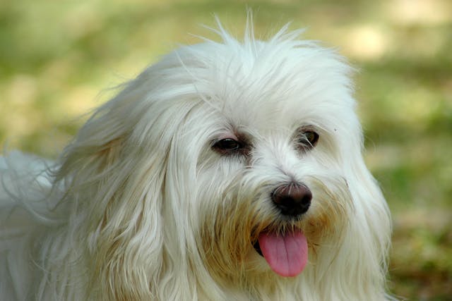 Opportunistic Mycobacteriosis in Dogs - Symptoms, Causes, Diagnosis, Treatment, Recovery, Management, Cost