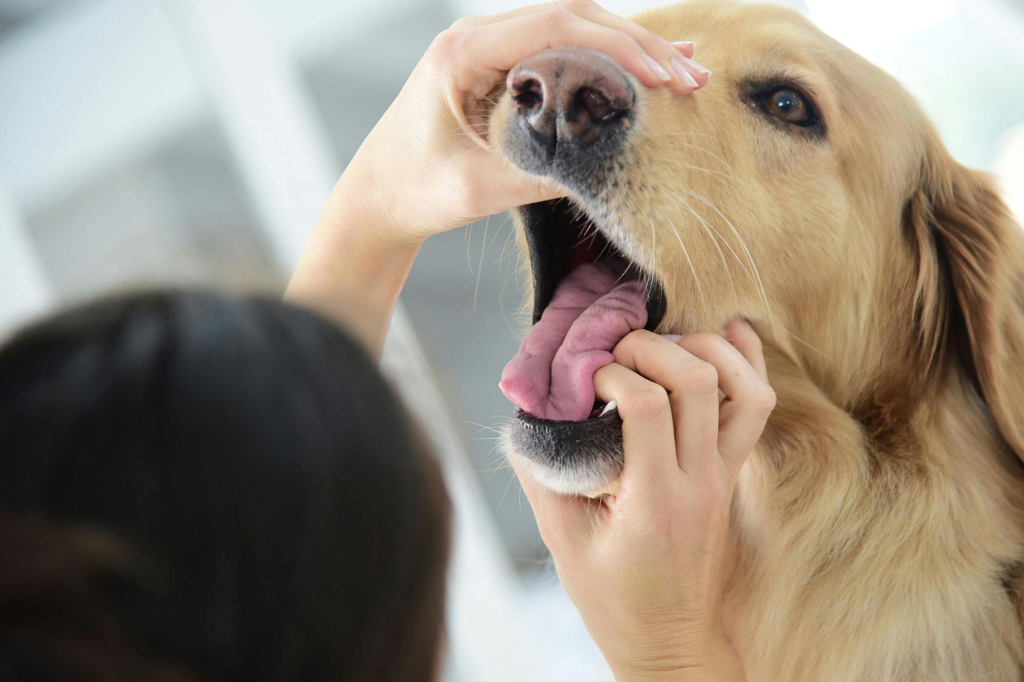 what colour should the roof of a dogs mouth be