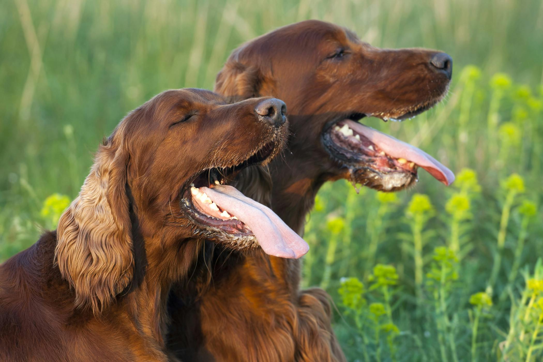 dog on a human mouth