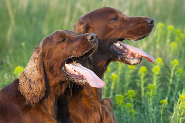 Oral Injuries in Dogs - Symptoms, Causes, Diagnosis, Treatment, Recovery, Management, Cost