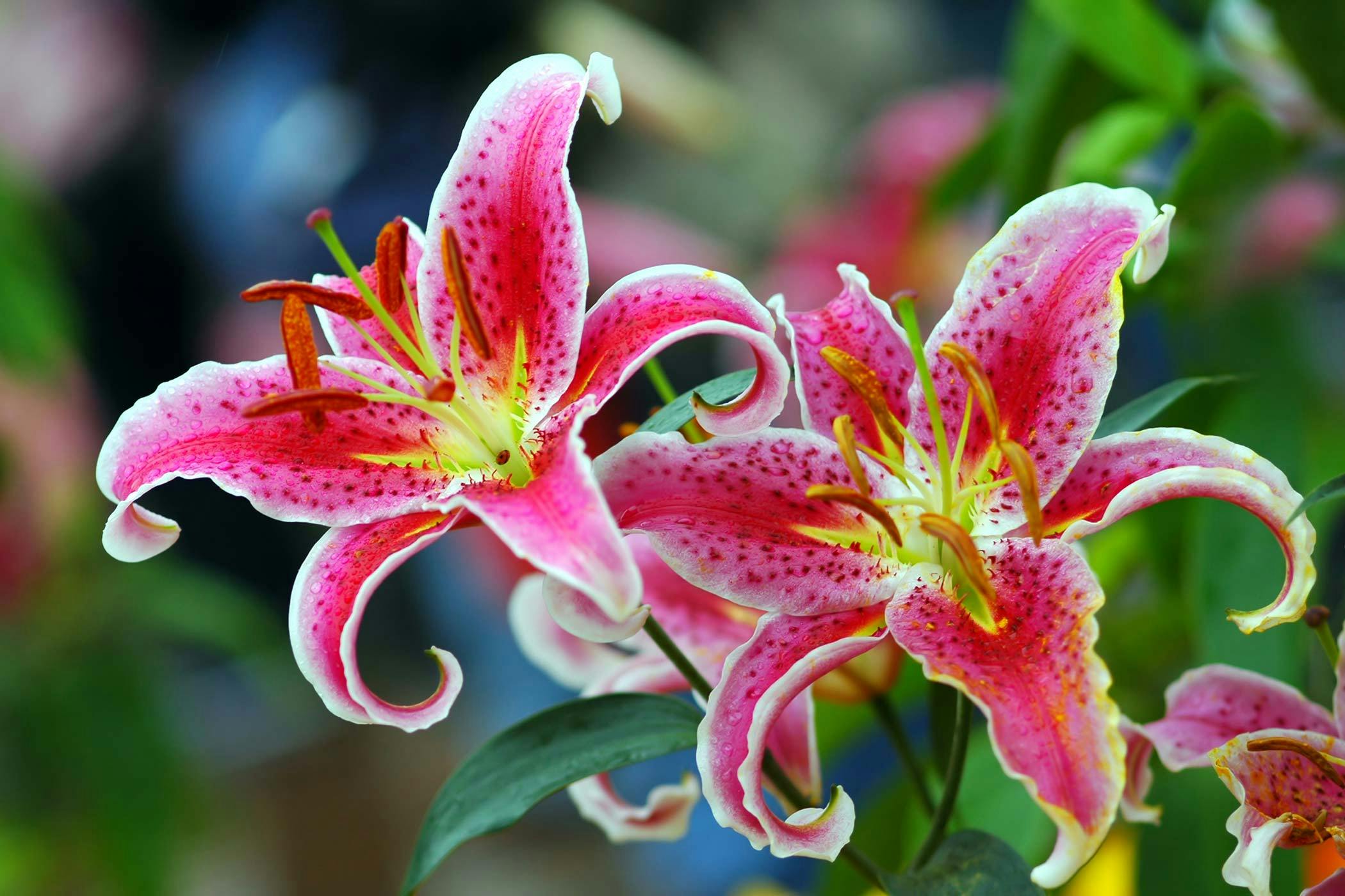 Lilies harmful to store dogs