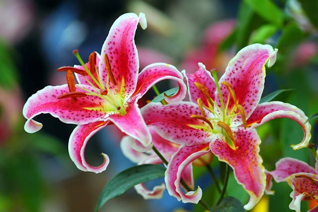 Oriental Lily Poisoning in Dogs - Symptoms, Causes, Diagnosis, Treatment, Recovery, Management, Cost