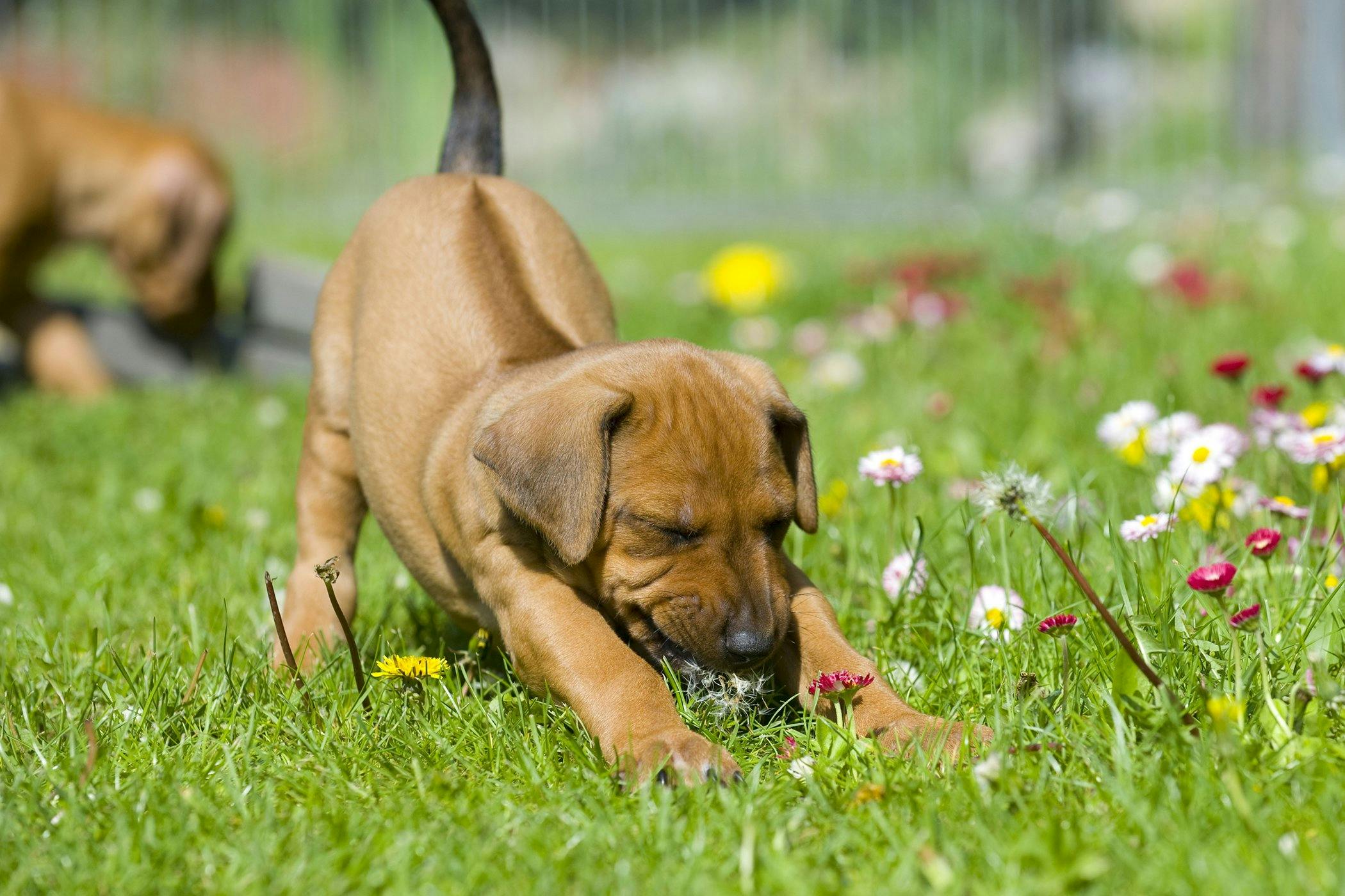 Orthopedic doctor for store dogs near me