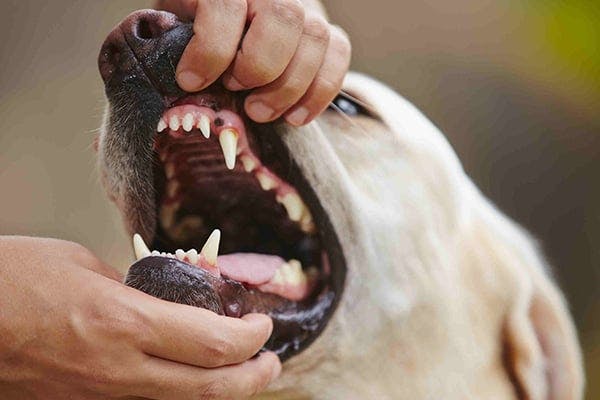 Osteomyelitis in Dogs - Symptoms, Causes, Diagnosis, Treatment