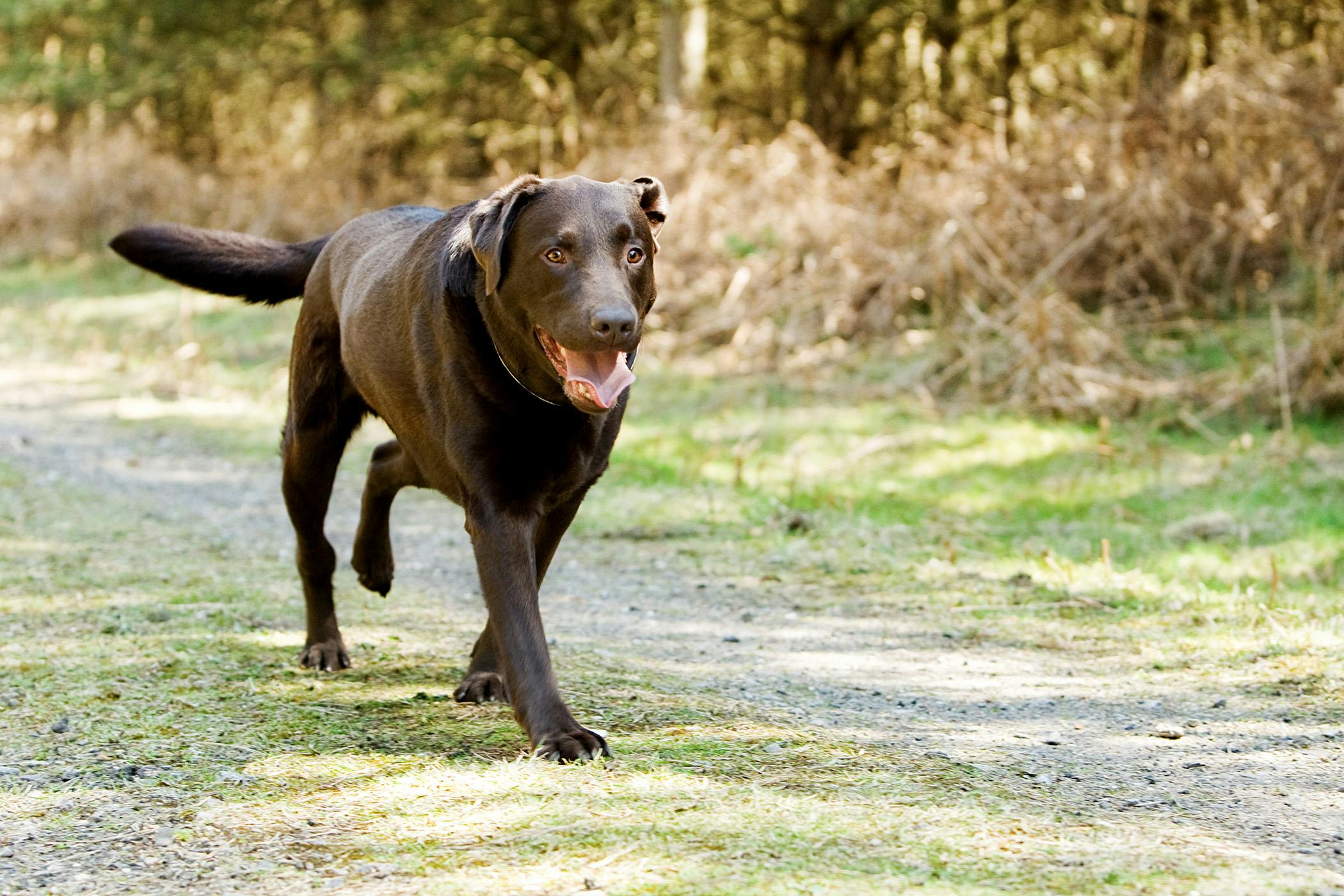 how long does a dog with osteosarcoma live