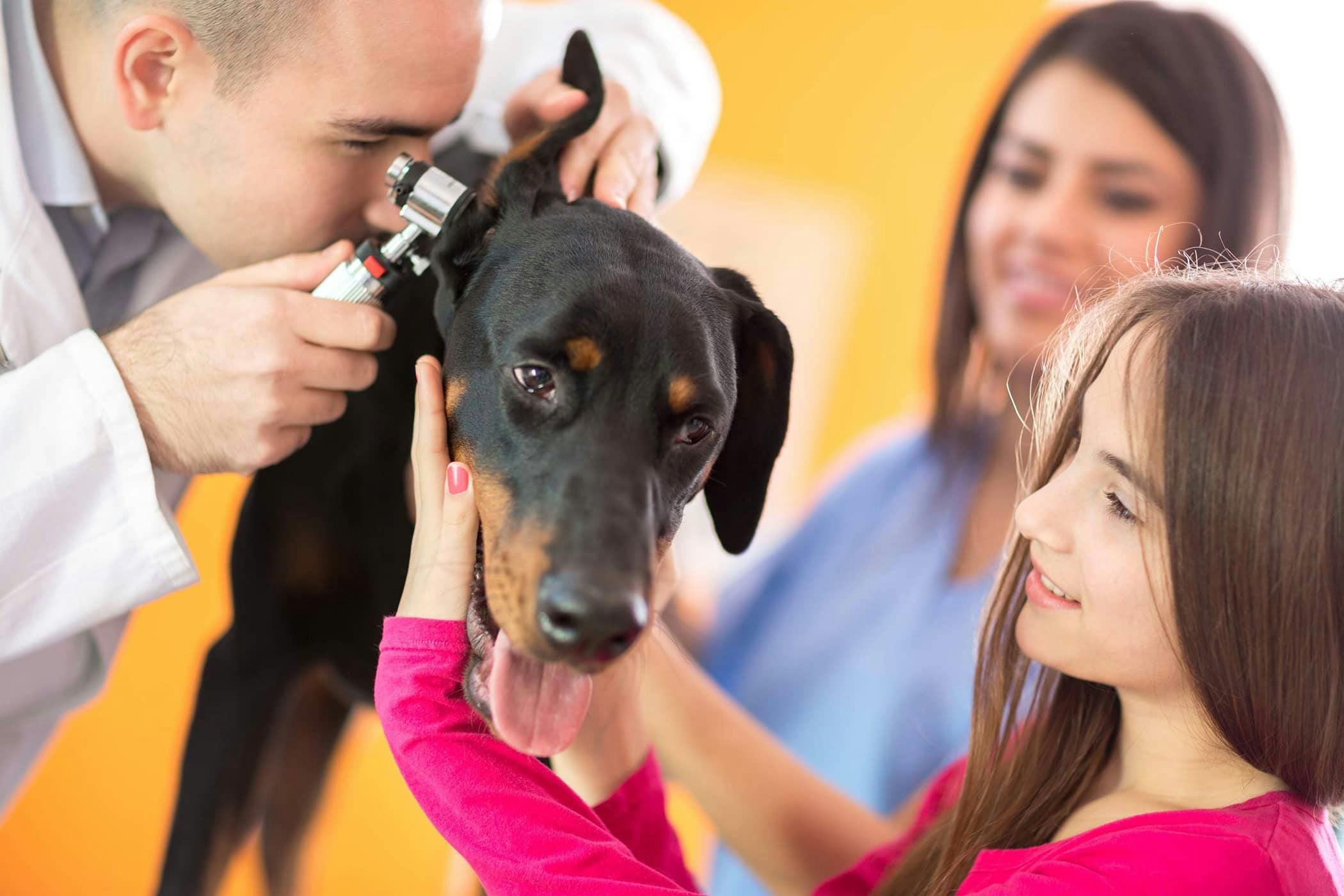 Dog Treatment Area - Ears