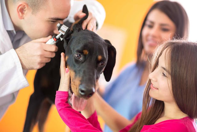 Otoscopy in Dogs - Conditions Treated, Procedure, Efficacy, Recovery, Cost, Considerations, Prevention
